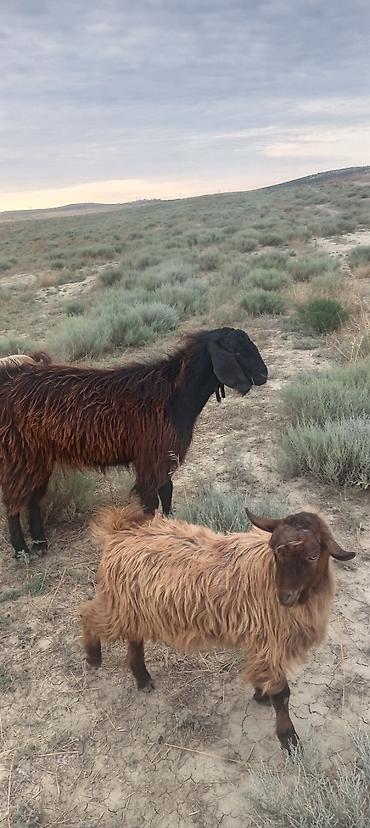 labrador satilir: Satılır: 2 baş qoyun - Növ: yerli uzun yunlu (qara-qəhvəyi rəng — 1