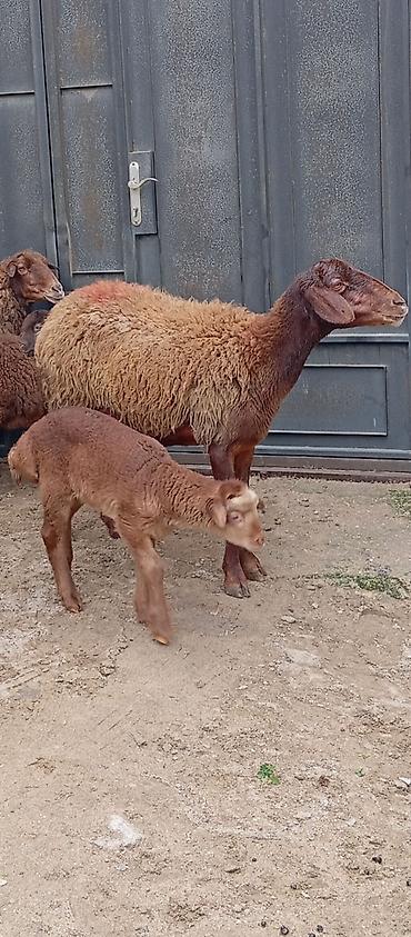 Qoyunlar, qoçlar: Salam ünvan Bakıin maştağa kendi obşi 8 baş heyvanlar 3 baş ana bala 2 — 6