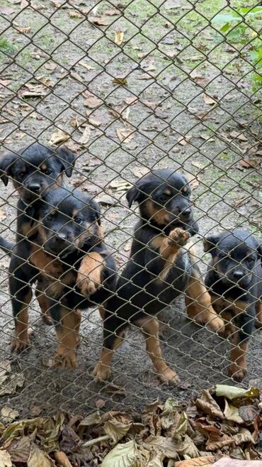 İtlər: Rotveyler, 2 ay, Dişi, Peyvəndli, Ünvandan götürmə — 7