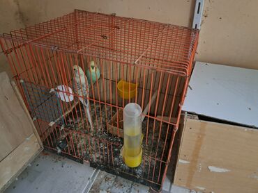Tutuquşları: Tutuquşları