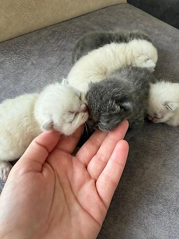 sinsila pişik: Təmiz qan Scottish Fold və Blue point Şinşila balalar, 7 mart — 2