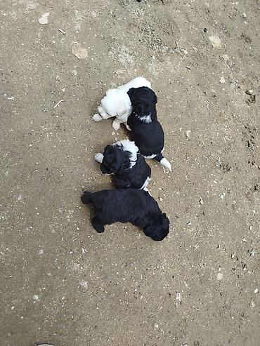 yerli qaz: Pudel — 2