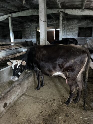 быки в канте: Продаю | Корова (самка)