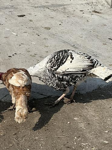 Индюки: Продаю | Индюк (самец) | Для разведения — 8