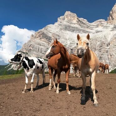 мясо для животных: Куплю | Коровы, быки, Лошади, кони | Круглосуточно, Забитый, На забой, на мясо