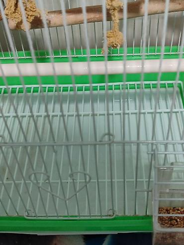 Зоотовары: Клетка и волнистый попугай белого цвета (самка),спокойный не шумитне — 9