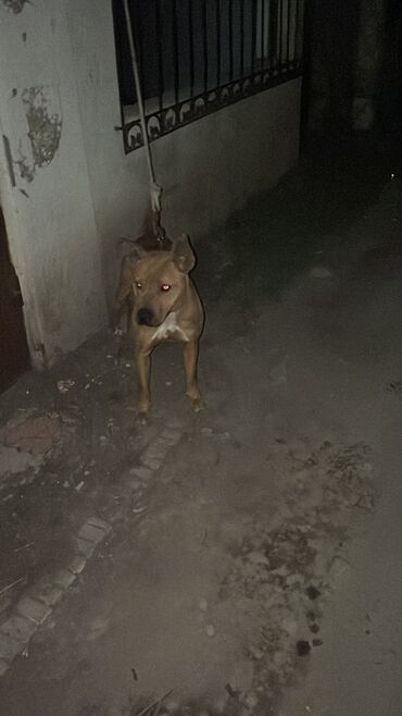 купить собаку хмонг: Продается питбуль за 5000 хорошая рабочая продажа связи с тем нет