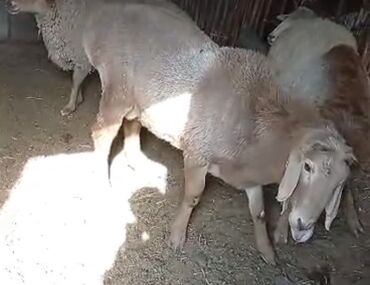 коровы животные: Сатам | Кочкор (эркек) | Көбөйтүү үчүн