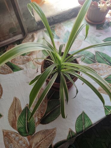 Хлорофитумы: Продаю комнатные цветы Сансевиерия-250сом (тещин язык ) Хлорофитум — 23