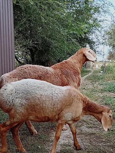 купить петуха брама: Продаю | Баран (самец) | Для разведения | Осеменитель — 3
