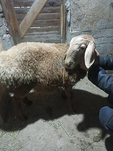 Баран, овца: Продаю | Баран (самец) | Арашан | Для разведения | Племенные — 9