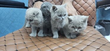 Pişiklər: Şotland, Erkək, Dişi, Yaxşı əllərə, Ödənişli çatdırılma — 8