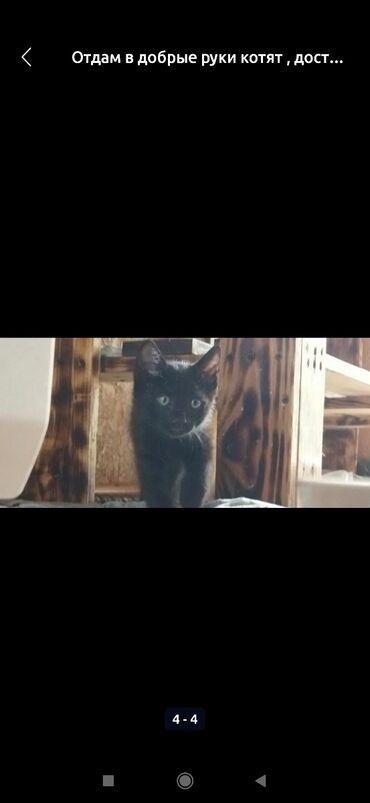 котят в добрые руки: Кошка даром: Беспородная, Девочка