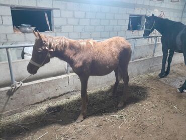 срочно продаю в связи с переездом: Сатам | Тай | Жумушка