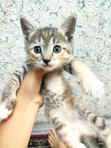 Коты: Котята,чистенькие в добрые руки,без блох и глистов,мама кошка умная