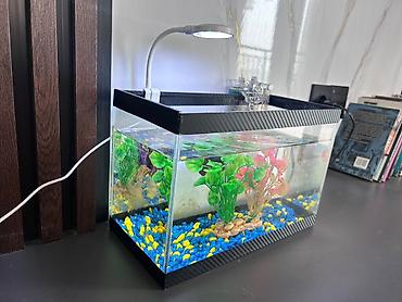 Akvariumlar: Masaüstü akvarium seti - Şüşə akvarium: düzbucaqlı forma, kompakt — 6