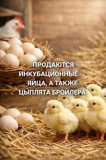 курен: Продаю | Цыплята | КОББ 500 | Для разведения — 1