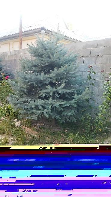 Ель: Ель голубая (Picea pungens), выращенная на участке. Описание: - — 8