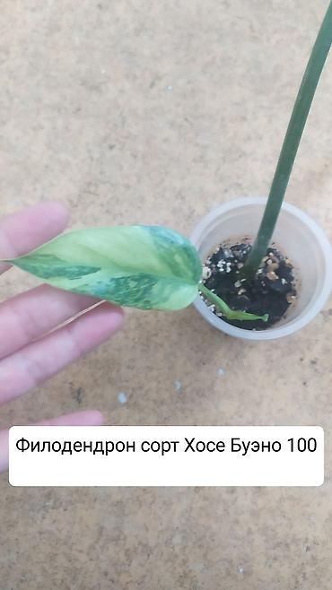 гипсофила: Продаю цветы — 5