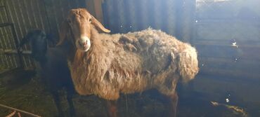 индюшата биг 6 цена бишкек: Продаю | Овца (самка) | Арашан | Для разведения | Матка