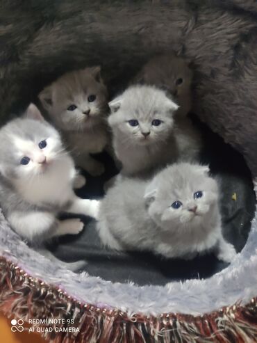 сколько стоит кошка: Шотладская вислоухая, Самец, Самка, Самовывоз