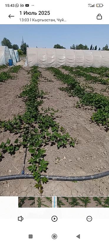 Ежевика: Саженцы ежевики (бесшипные сорта). Сорт Лох Нес Количево 1000 — 8