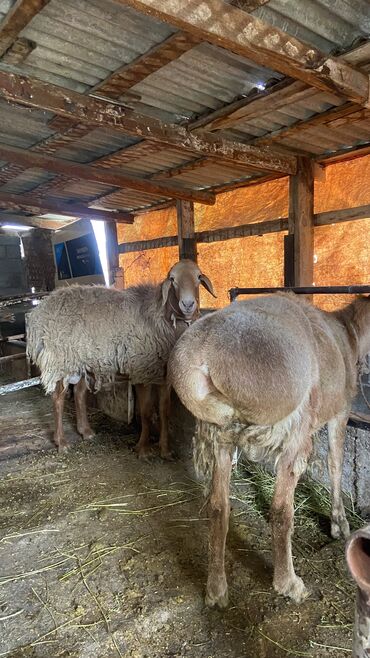 преобразователь для стрижки овец: Продаю | Овца (самка), Баран (самец) | Гиссарская | Для разведения | Матка