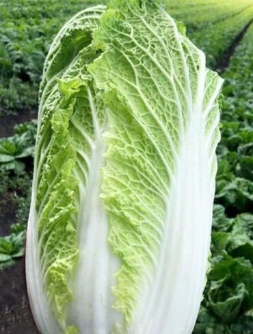 флипчарты магнитно меловая с дополнительными планками: Капуста Пекин, Дүңүнөн