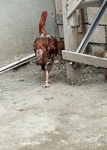 toyuqlar xoruzlar: 1 yaş 6 aylıq heyratı xoruzu döyüş yararlıdr