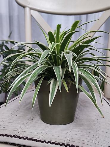 традесканция купить: Традесканция висячая (Tradescantia zebrina) в подвесном горшке + — 5