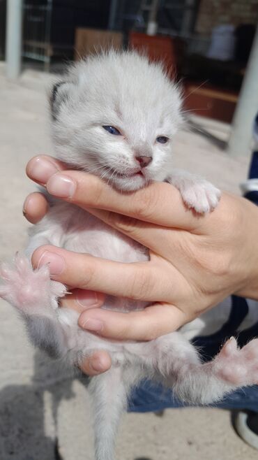 токмок кот: 4 котята отдам в хорошие руки бесплатно