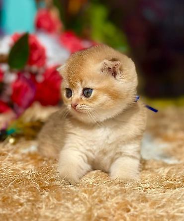 Pişiklər: Şotland — 12