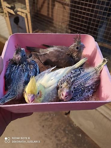 Tutuquşları: Salam. TAM SAĞLAM VİTAMİNLƏR PROFESSİONAL BİT DƏRMANİ VURULUB VƏ — 18