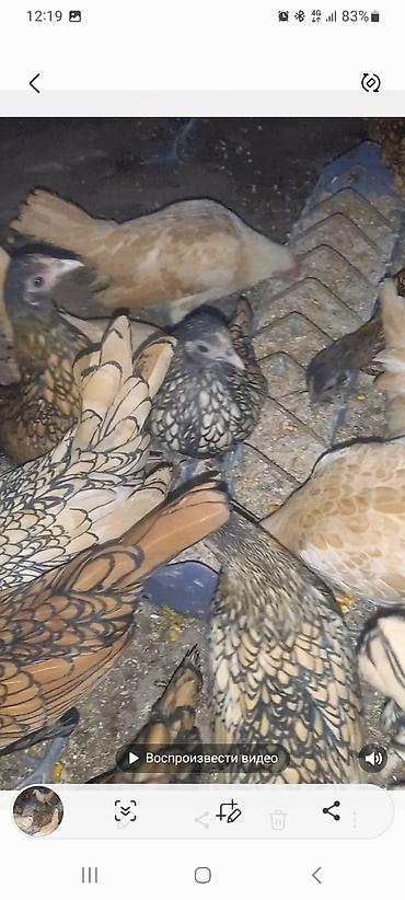 Куры, петухи: Продаю | Куры | Для разведения — 3