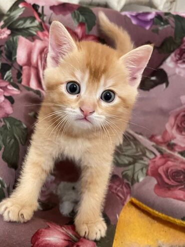 маленькие коты: Продается Шотландский котенок, мальчики, родились 10.05.24, красивый