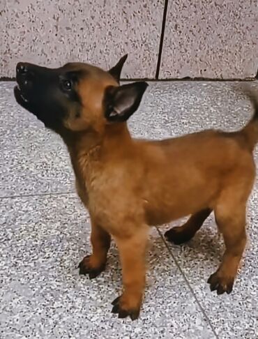it həkimi: Belçika çoban iti, 2 ay, Erkek, Peyvəndli, Ünvandan götürmə