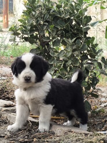 pitbul balası: Zvonok, 1 ay, Erkek, Ödənişli çatdırılma