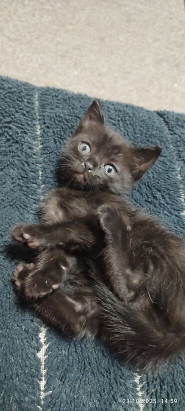 возьму кошку в добрые руки: Отдам котят в добрые руки,мама скотиш страйт.К лотку приучены,кушают