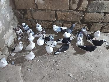 Quşlar: Məhsul: Ev göyərçinləri dəsti Təsvir: - Qarışıq rənglərdə və — 5