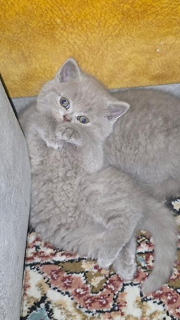 Кошки: Шотландская, Самец, Самка, В добрые руки, Бесплатная доставка, Платная доставка, Самовывоз — 4