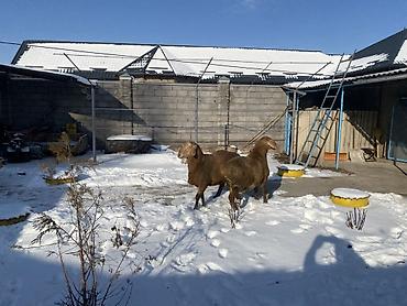 Баран, овца: Продаю | Овца (самка) | Арашан | Для разведения — 7