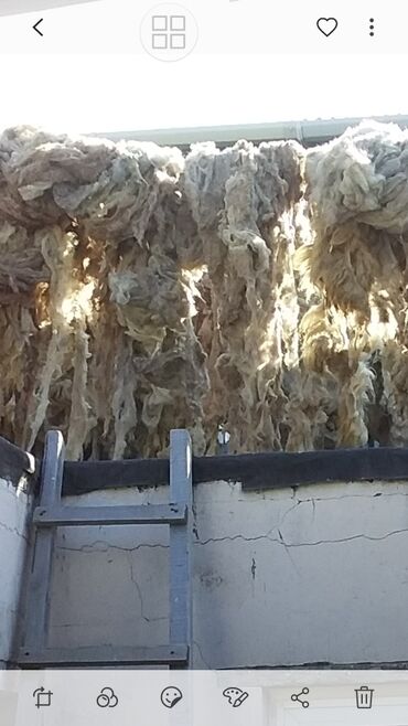 Yun: Yun satişi satışda yuyulmuş şamaxı yunu var qiymətlər keyfiyyətə — 27