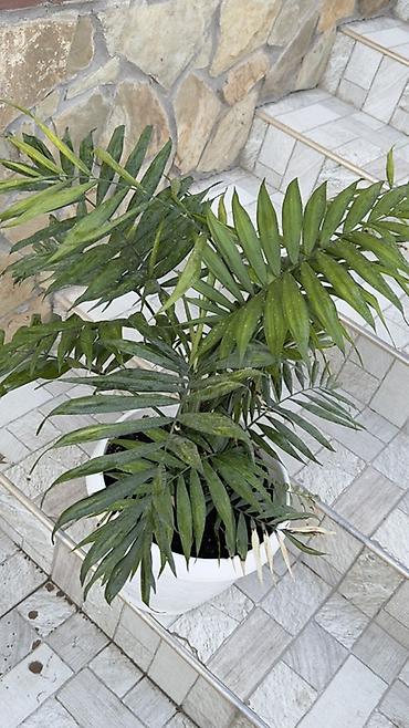 cha: Хамедорея (Chamaedorea elegans) в декоративном пластиковом кашпо - — 5