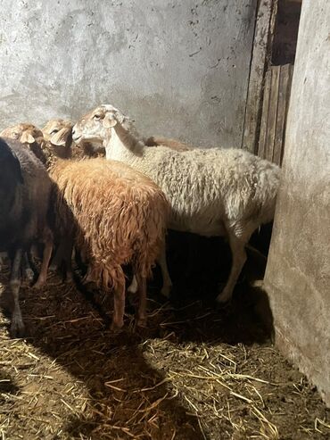 дойный коза: Сатам | Ургаачы кой (ургаачы) | Аргын | Көбөйтүү үчүн | Ургаачы