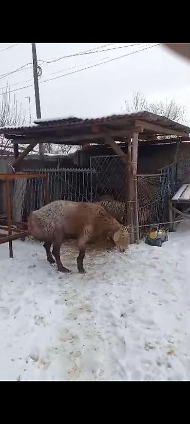 Баран, овца: Продаю | Баран (самец) | На забой | Племенные — 8