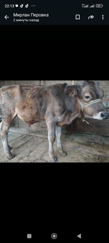 уй животных: Кунажын сатылат ет багытында сокулук району петровка айылында номерге