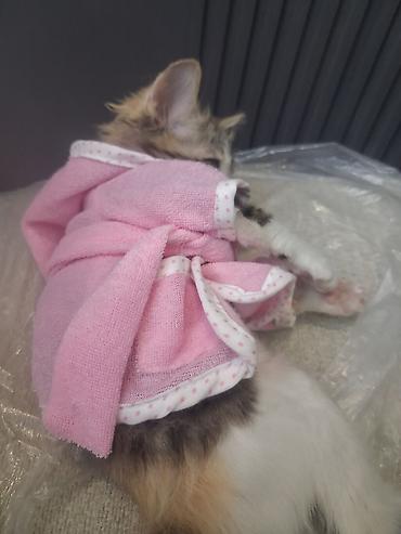 котёнок девочка: Беспородная, 2 месяца, Девочка, Приучена к лотку, Проглистована — 2