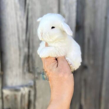 ereb dovşanı: Holland lop cinsi karlik dovşanlar satilir . öz təsərrüfatimda