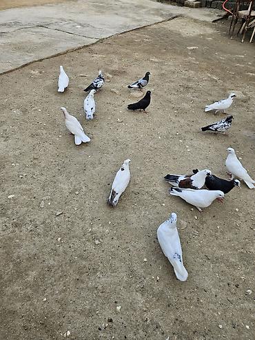 heyvan bazari baki: 16 eded göyerçin hopdum 5 manatdan satilir uçuşlari oynamaqlari var — 2