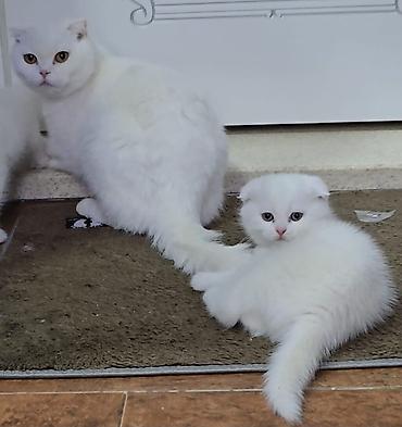 Кошки: Ağ tüklü balaca pişiklər – Scottish Fold və Straight balaları - Növ — 5